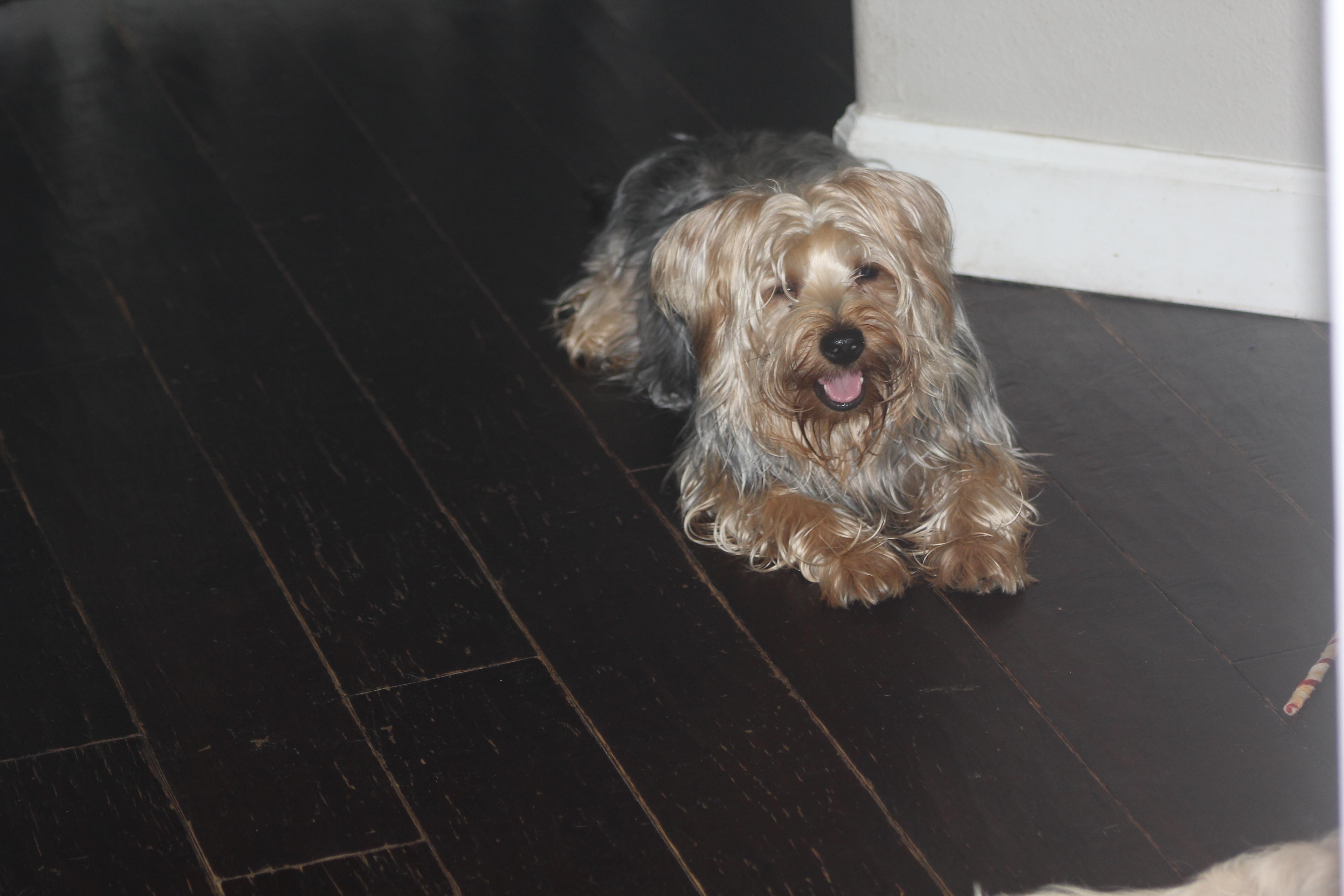 Knox, a Adoptable mixed breed in Orlando, FL image 2/3