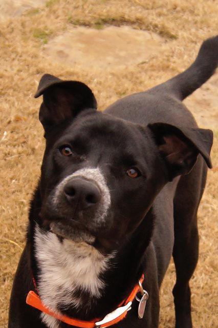 Nebo, Adoptable, Senior Male Labrador Retriever & Cattle Dog.