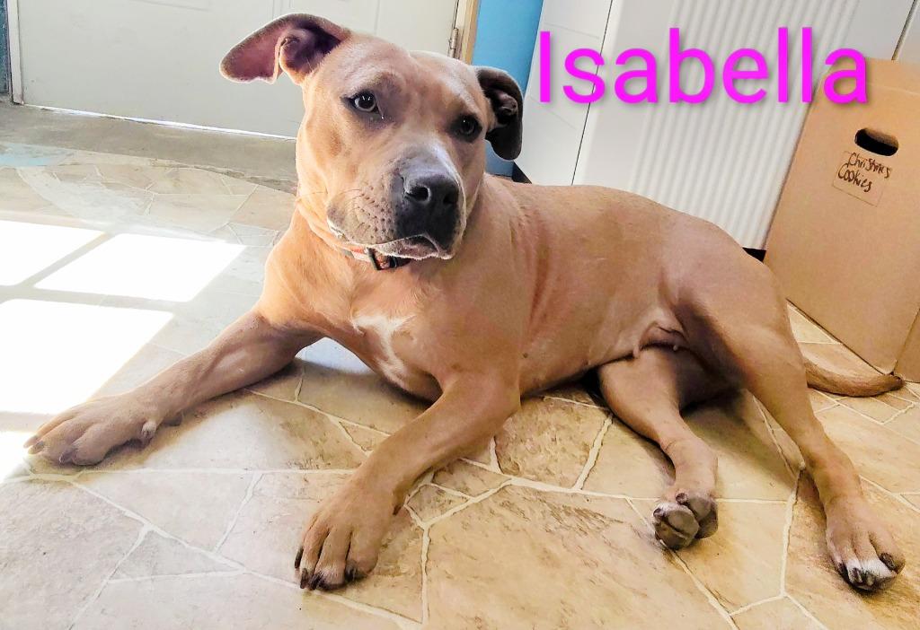 Isabella, Adoptable, Young Female Pit Bull Terrier & Staffordshire Bull Terrier.