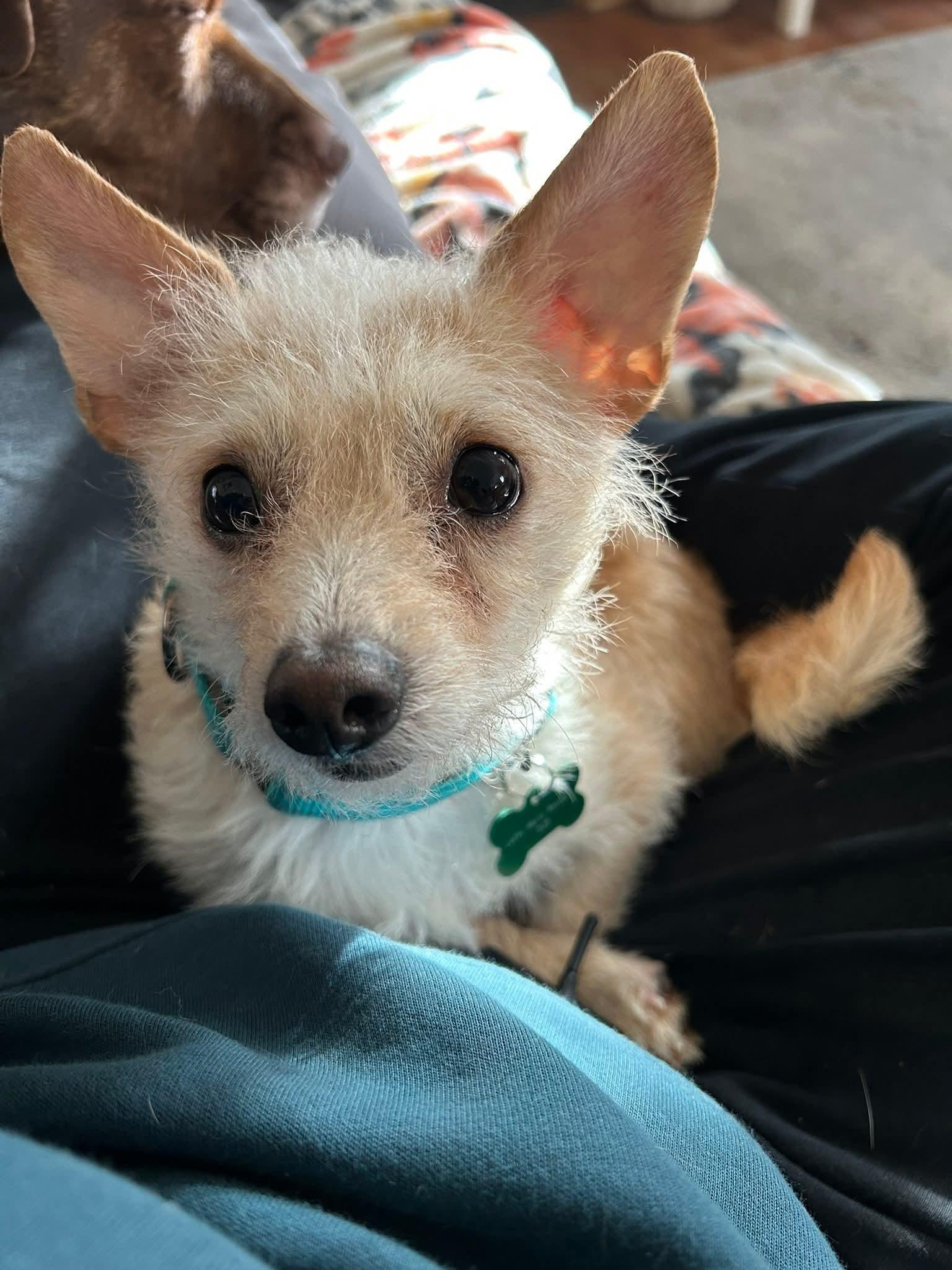 RIVER    $425, ADOPTABLE, Adult Male Terrier.