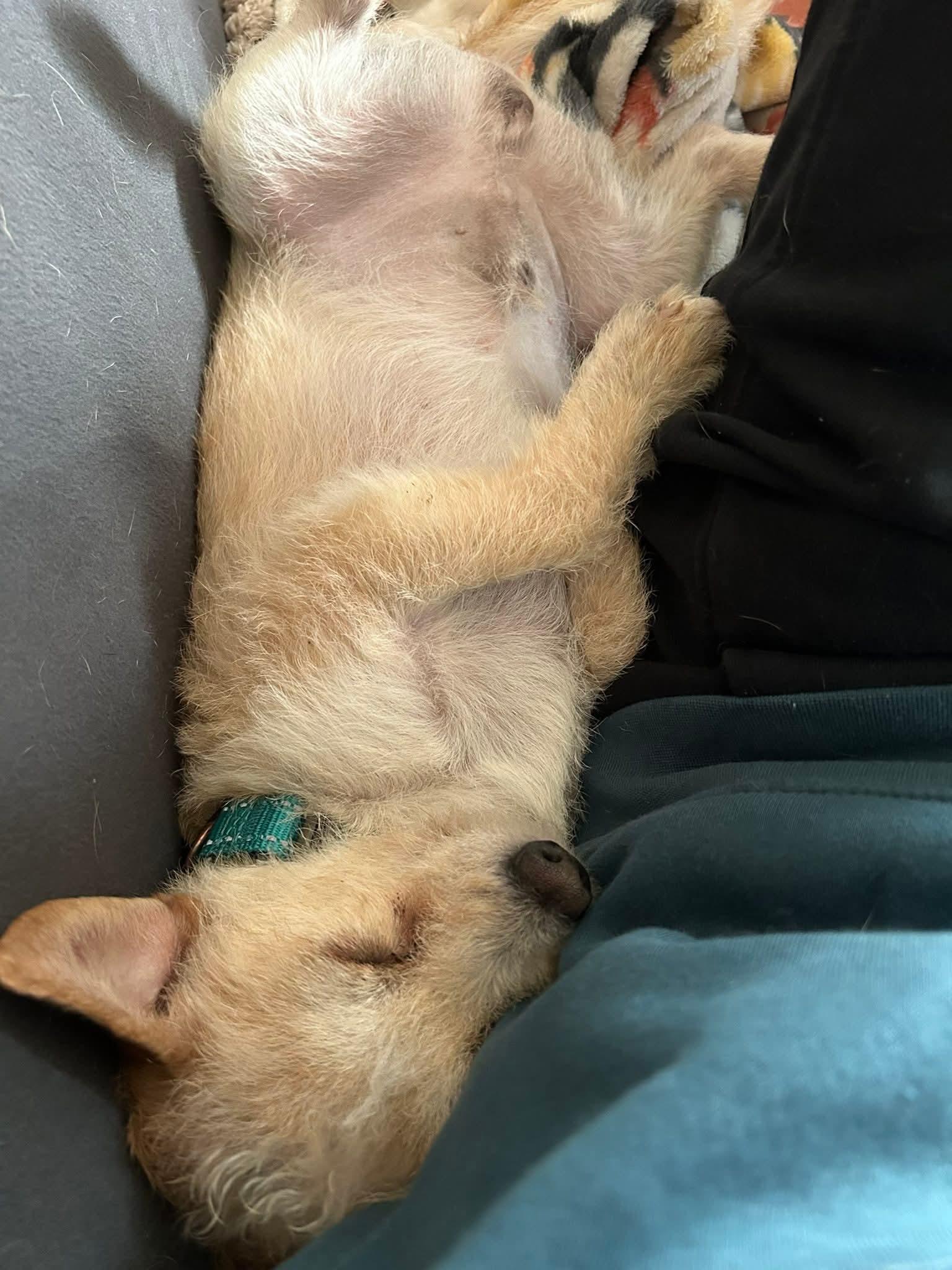 Enlarge RIVER    $425, a ADOPTABLE mixed breed in Milwaukee, WI image 6/6