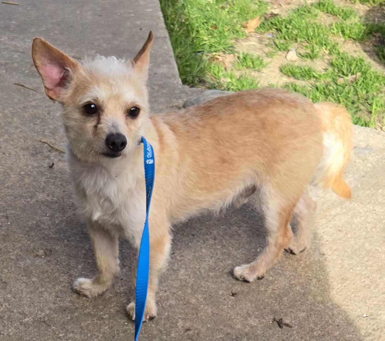 Enlarge RIVER    $425, a ADOPTABLE mixed breed in Milwaukee, WI image 3/6