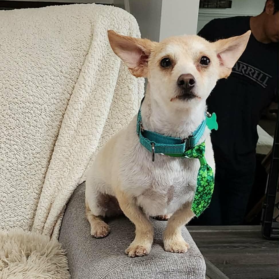 Enlarge RIVER    $425, a ADOPTABLE mixed breed in Milwaukee, WI image 4/6