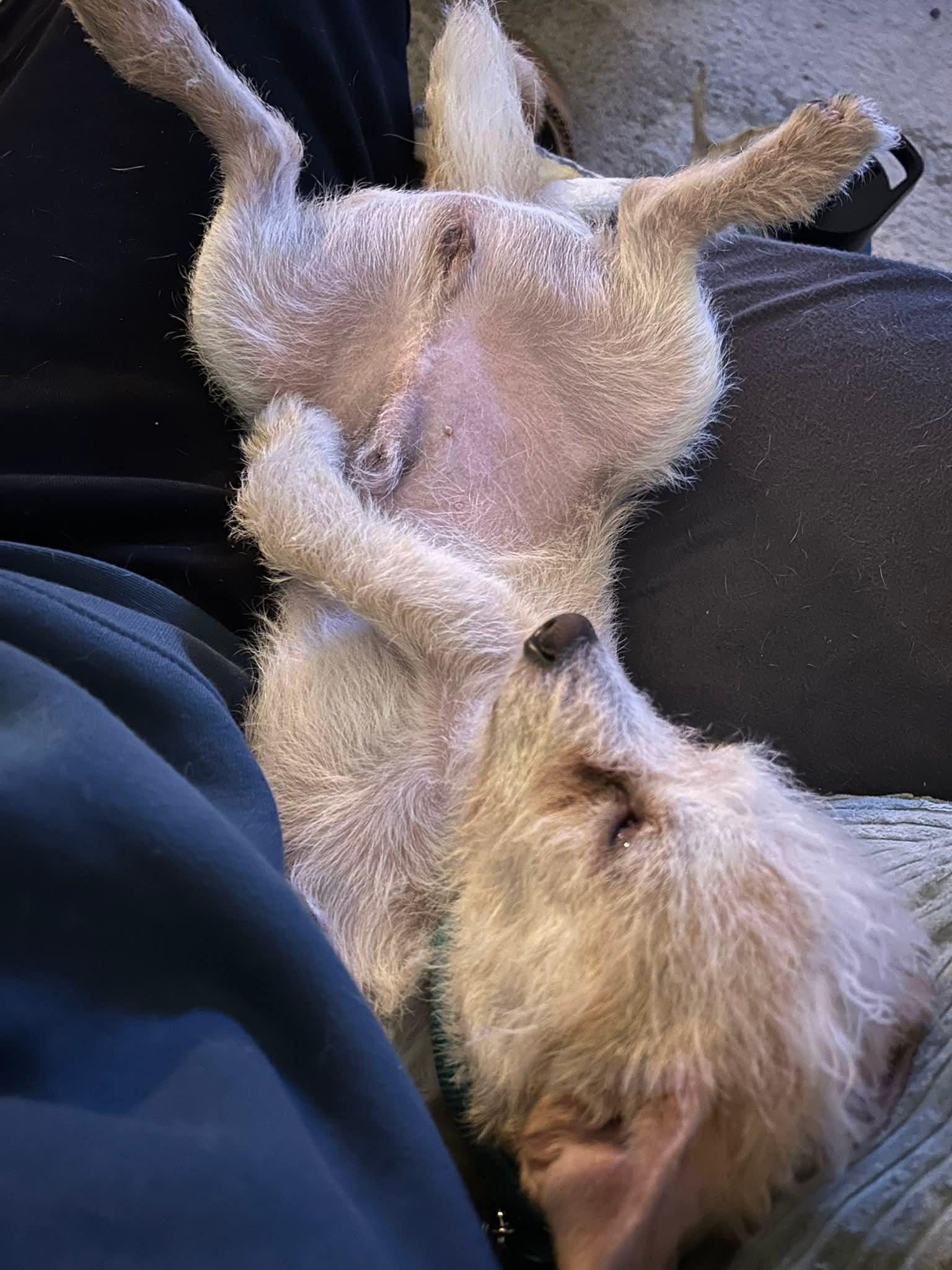 Enlarge RIVER    $425, a ADOPTABLE mixed breed in Milwaukee, WI image 5/6