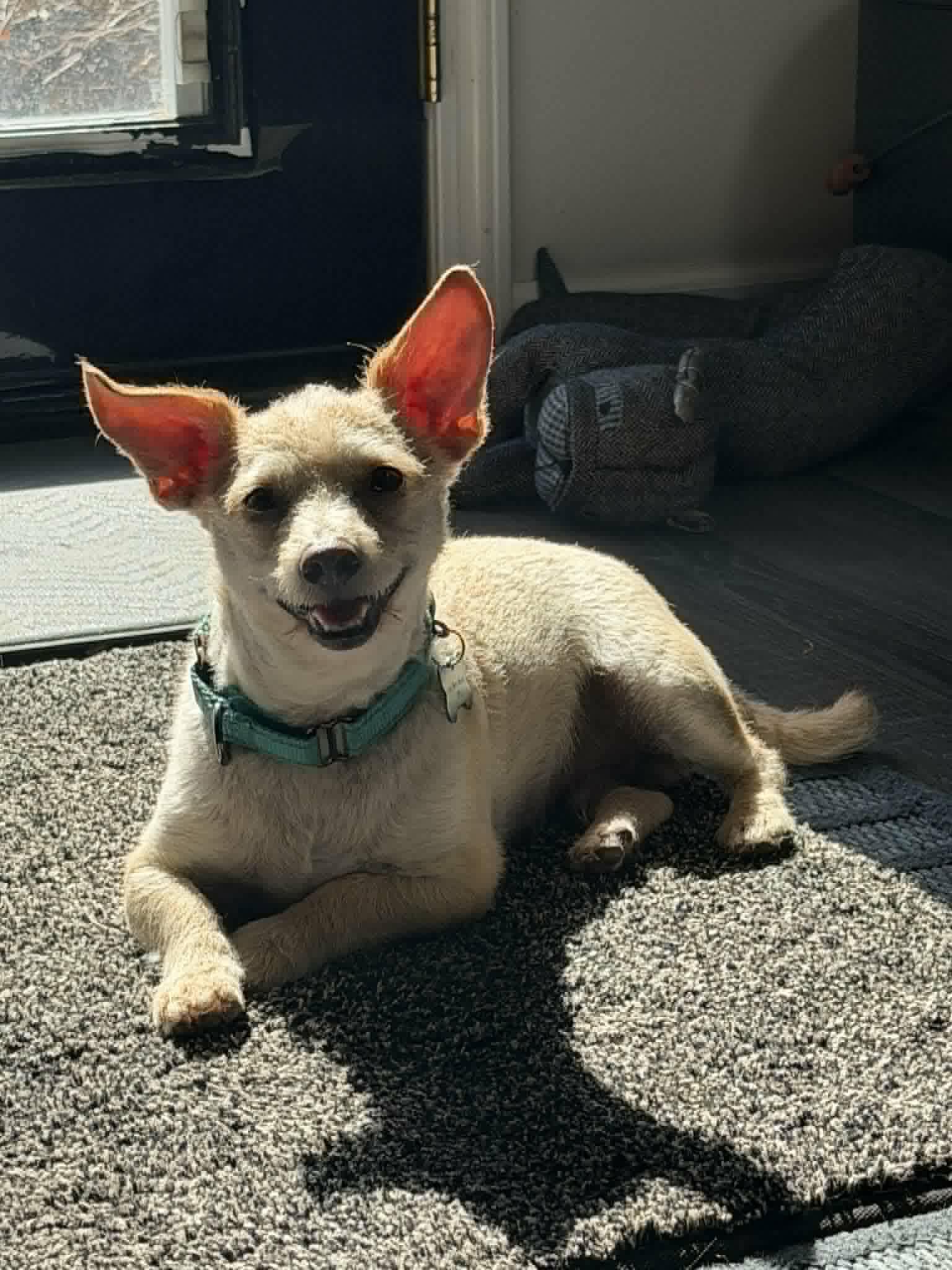 RIVER    $425, ADOPTABLE, Adult Male Terrier.