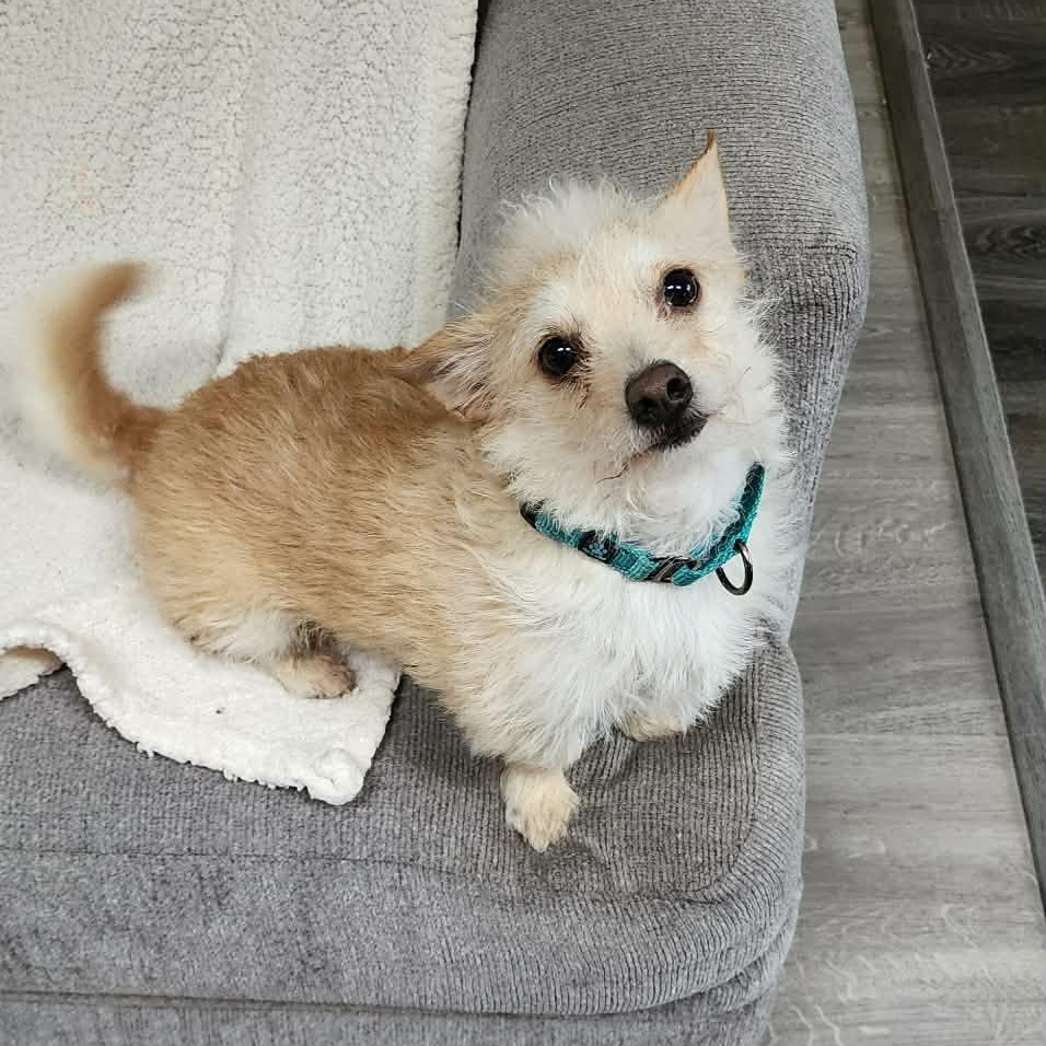 Enlarge RIVER    $425, a ADOPTABLE mixed breed in Milwaukee, WI image 6/6