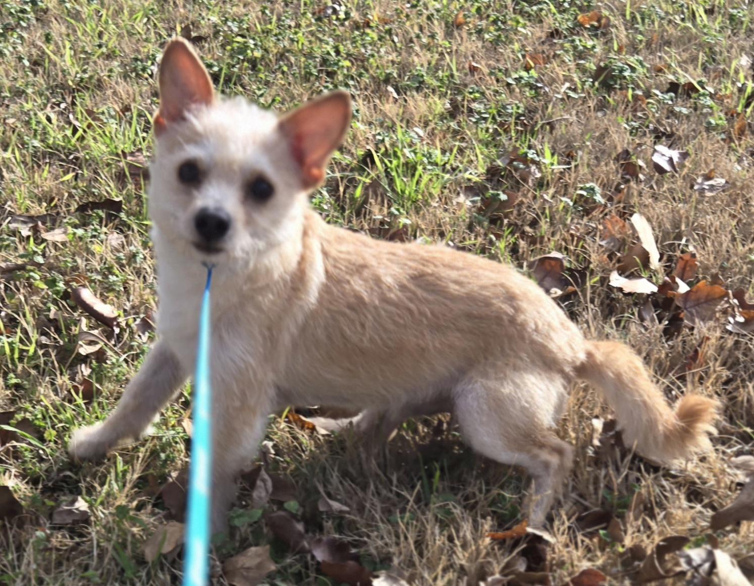 Enlarge RIVER    $425, a ADOPTABLE mixed breed in Milwaukee, WI image 4/6