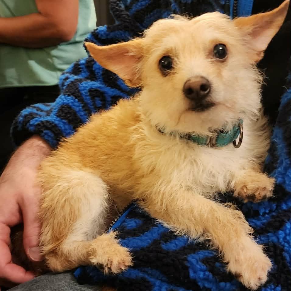 Enlarge RIVER    $425, a ADOPTABLE mixed breed in Milwaukee, WI image 5/6