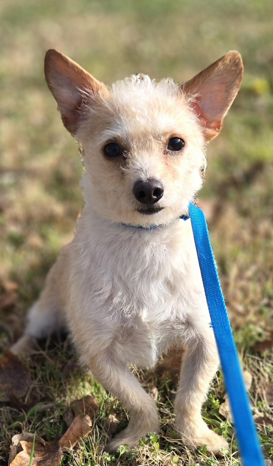 Enlarge RIVER    $425, a ADOPTABLE mixed breed in Milwaukee, WI image 2/6