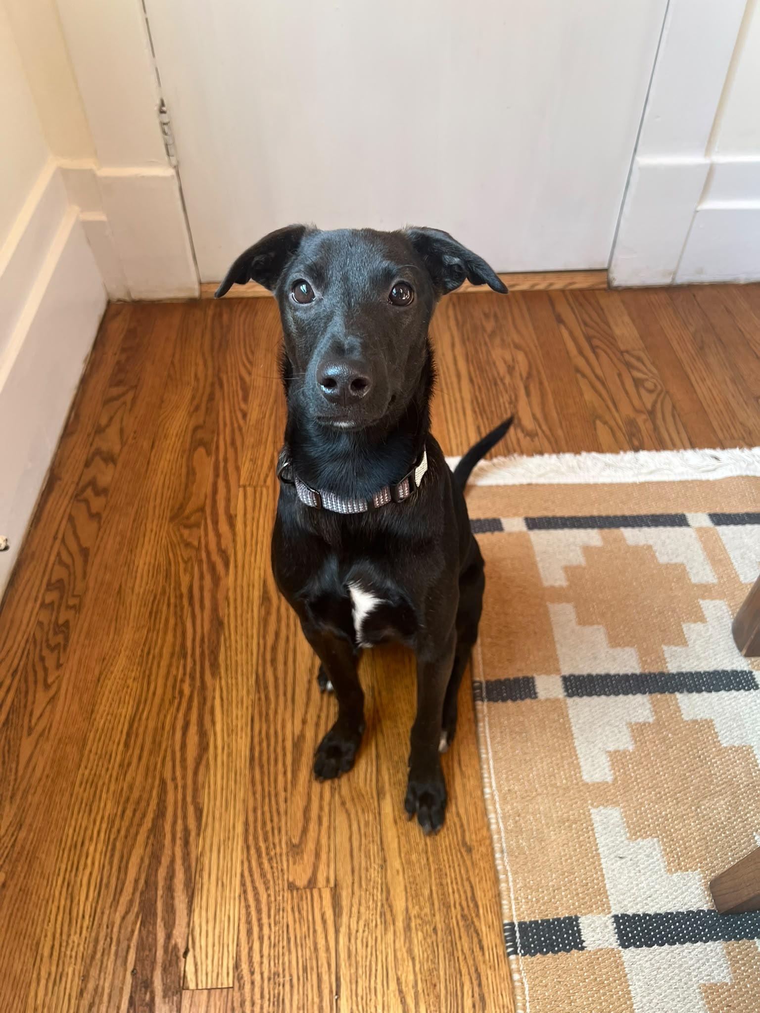 Enlarge Validus, a Adopted Mixed Breed in Guelph, ON image 1/2
