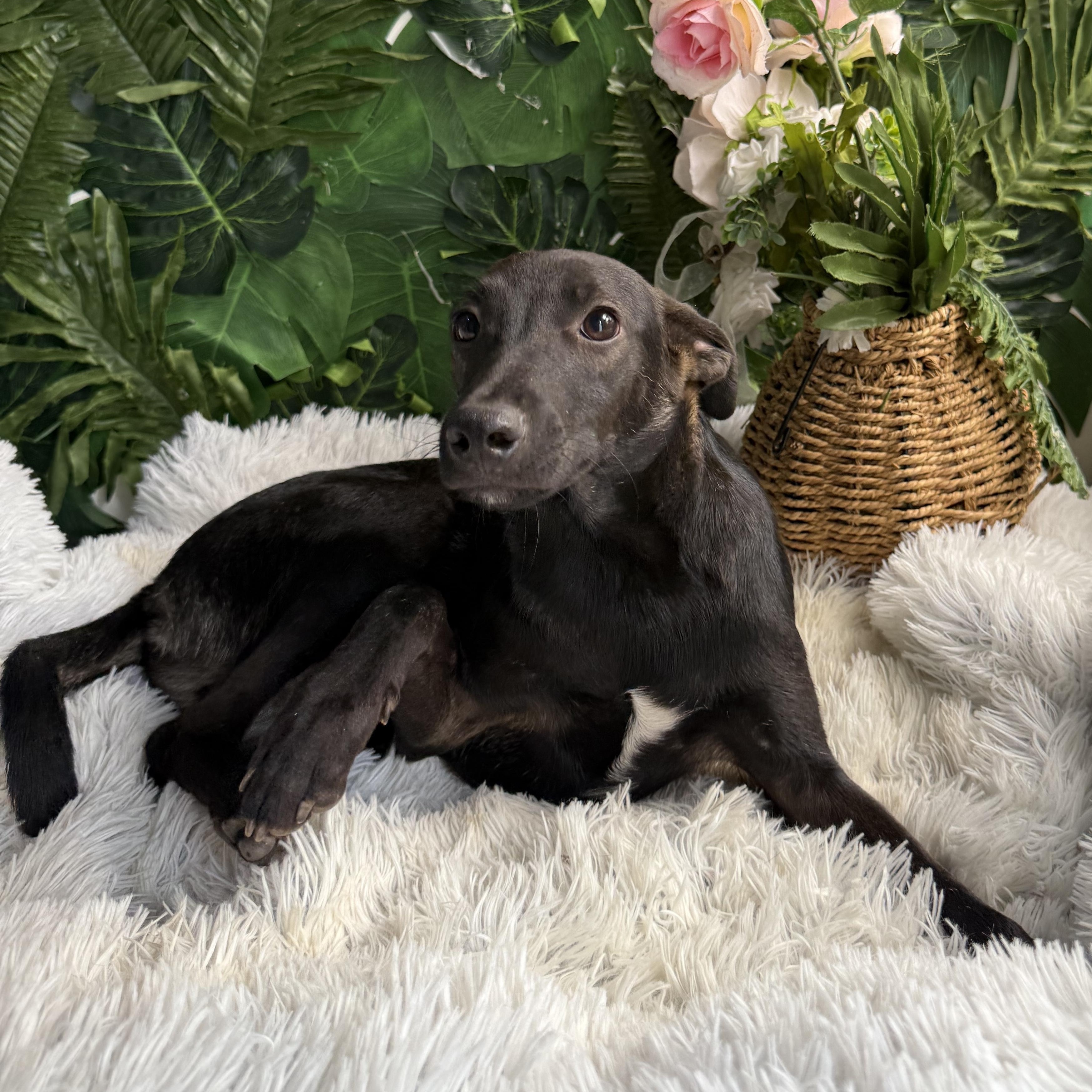 Enlarge Validus, a Adopted Mixed Breed in Guelph, ON image 2/2