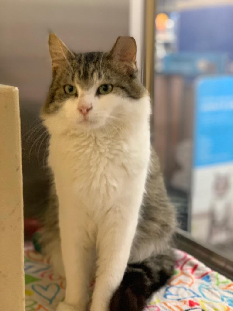 Colombo, Adoptable, Young Male Domestic Medium Hair.