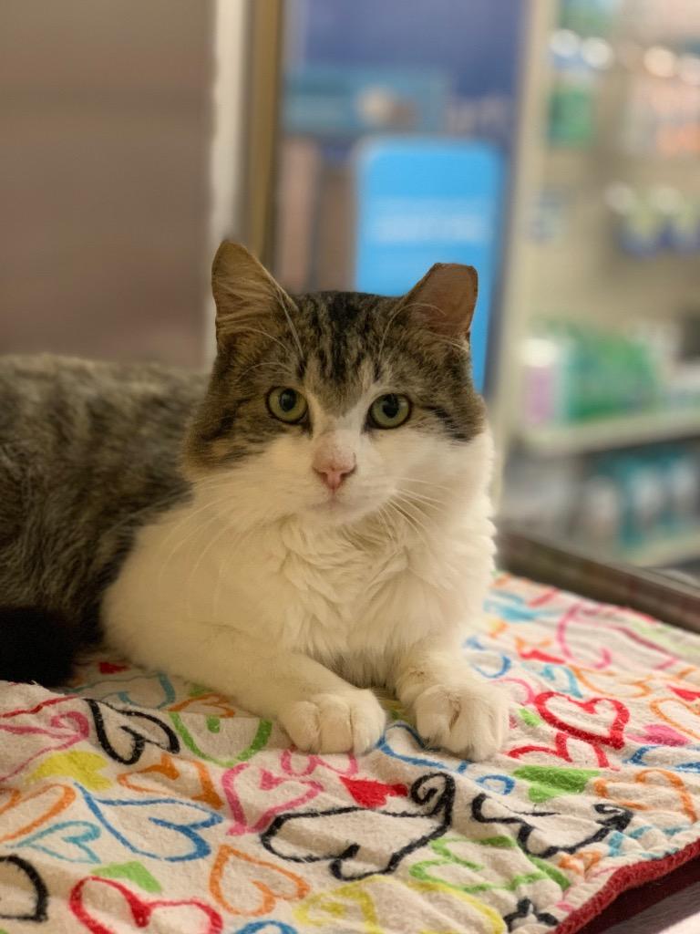 Enlarge Colombo, a Adoptable mixed breed in Cumming, GA image 4/6