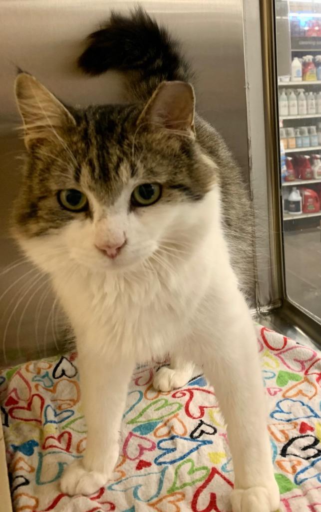 Enlarge Colombo, a Adoptable mixed breed in Cumming, GA image 5/6