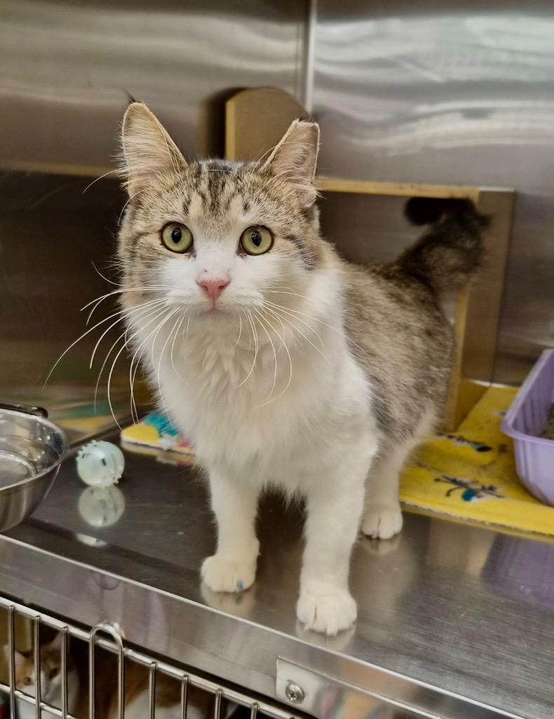 Enlarge Colombo, a Adoptable mixed breed in Cumming, GA image 6/6