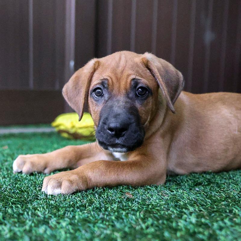 Enlarge Lemon Ups, a Adoptable Retriever in Bradenton, FL image 1/1