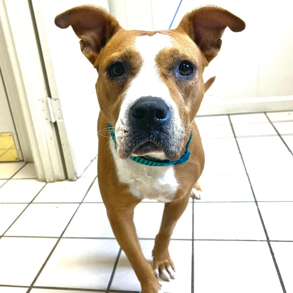 Roxy, Adoptable, Adult Female Boxer.