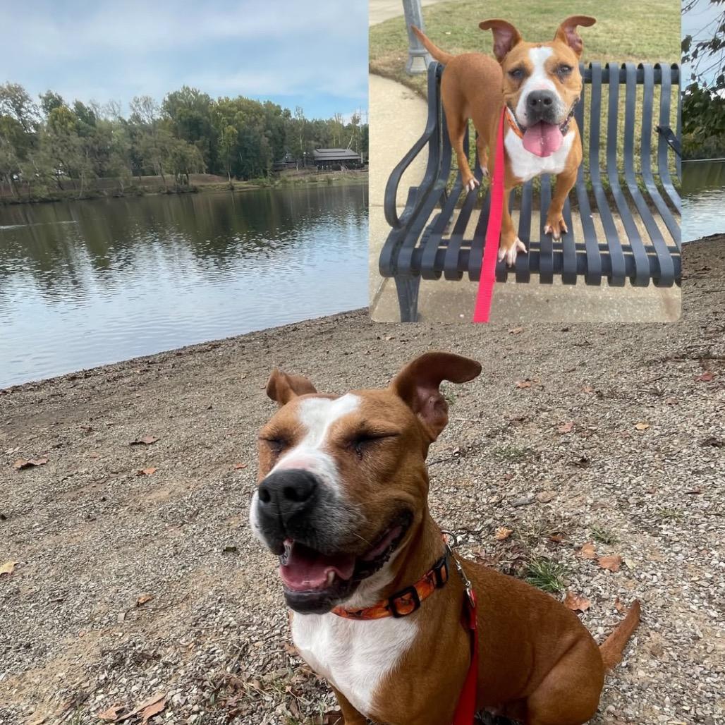 Enlarge Roxy, a Adoptable mixed breed in Tuscaloosa, AL image 3/3