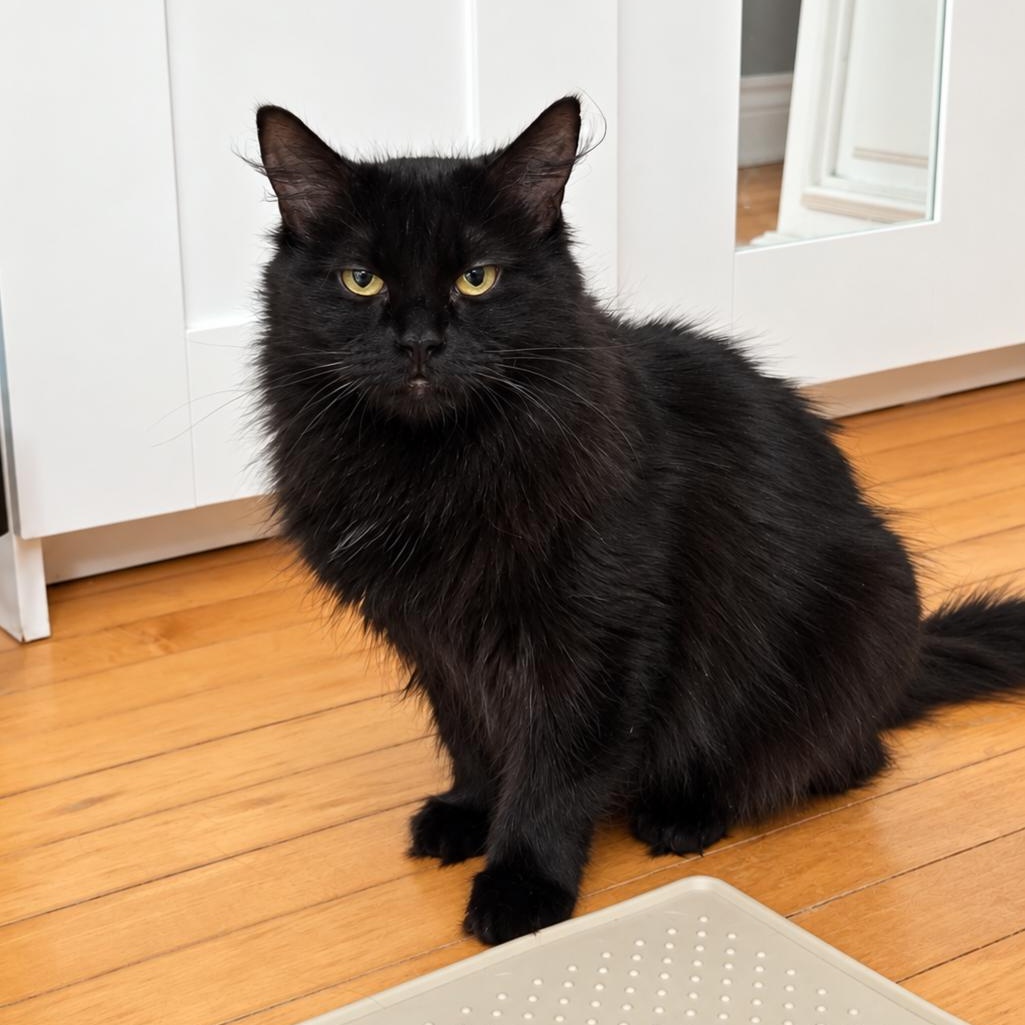 Ember, Adoptable, Adult Female Domestic Long Hair.