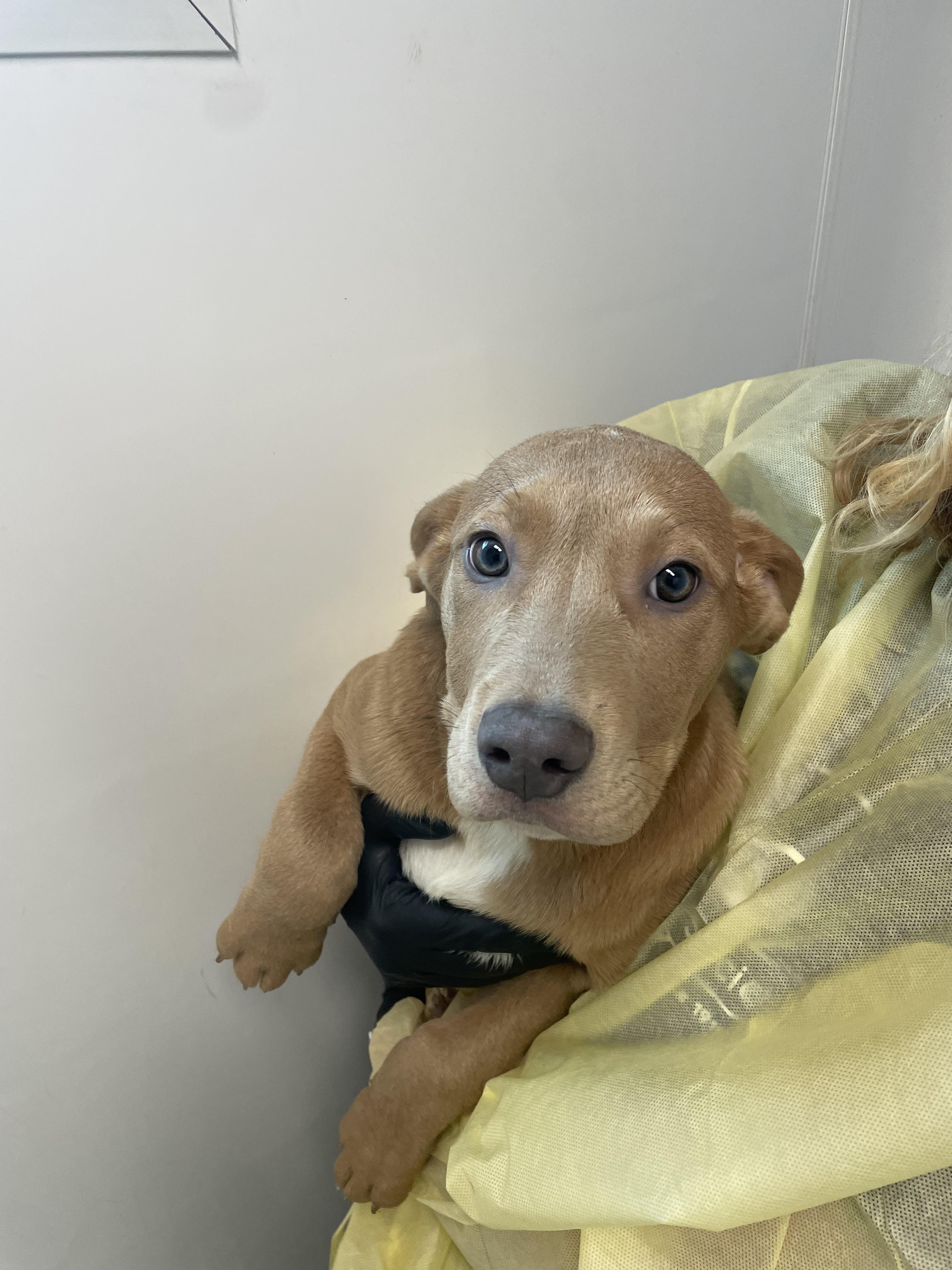 Enlarge Bert, a Adopted mixed breed in Chico, CA image 1/1