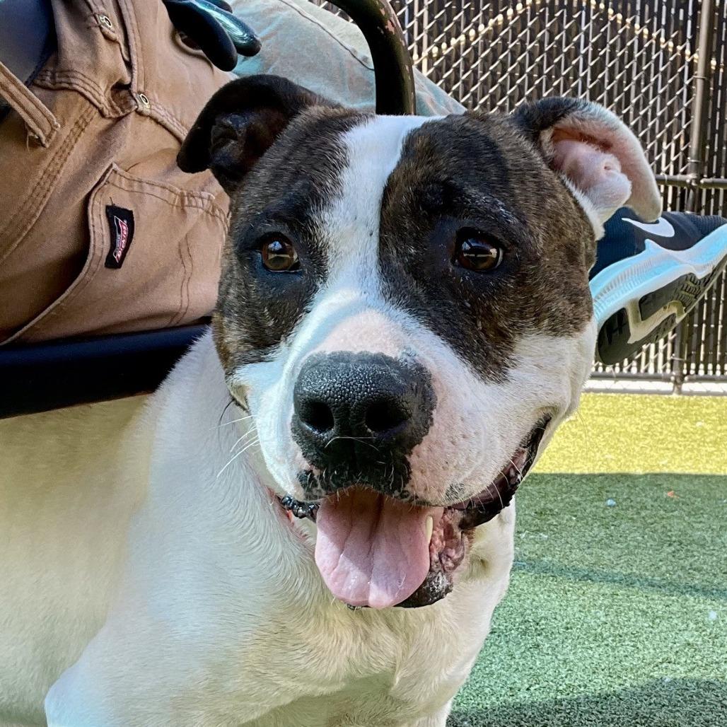 Sniff a doodle, Adoptable, Adult Female Boxer.