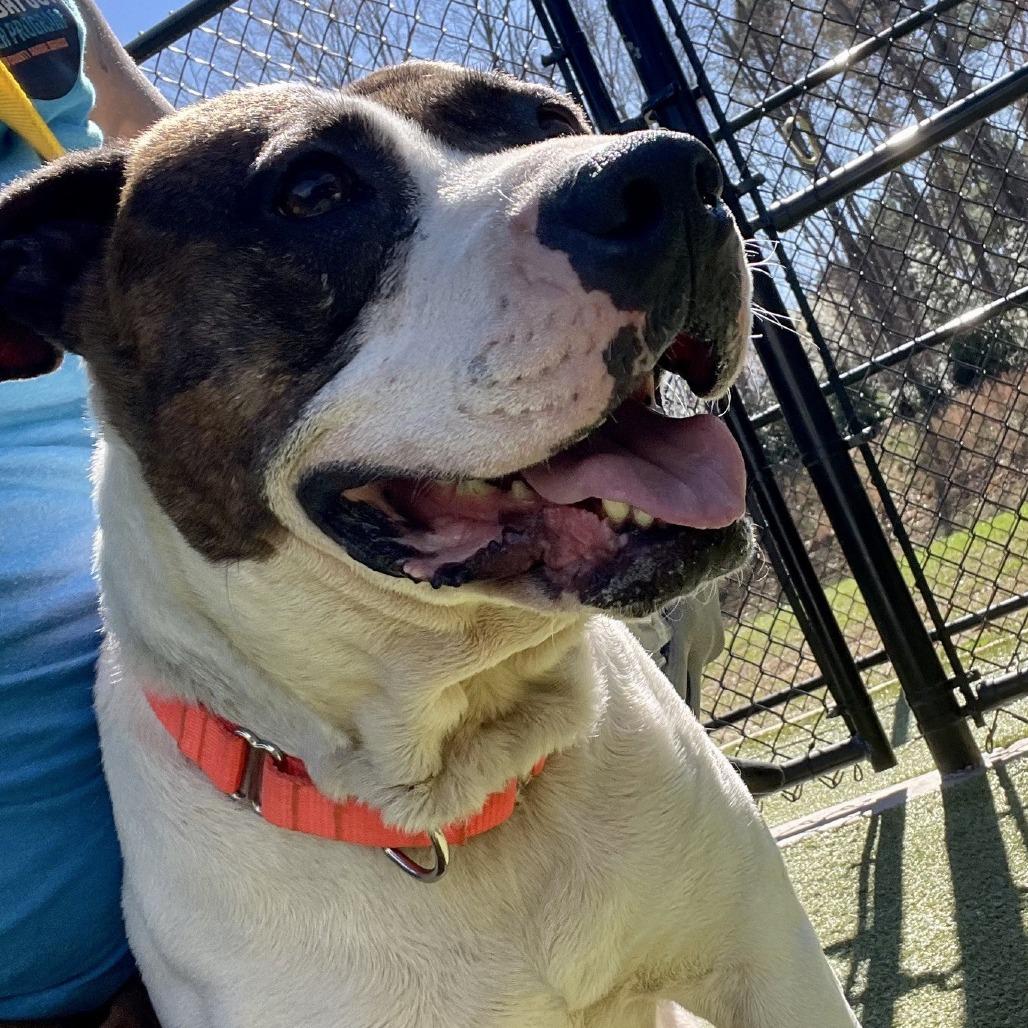Enlarge Sniff a doodle, a Adoptable Boxer in Greensboro, NC image 2/6