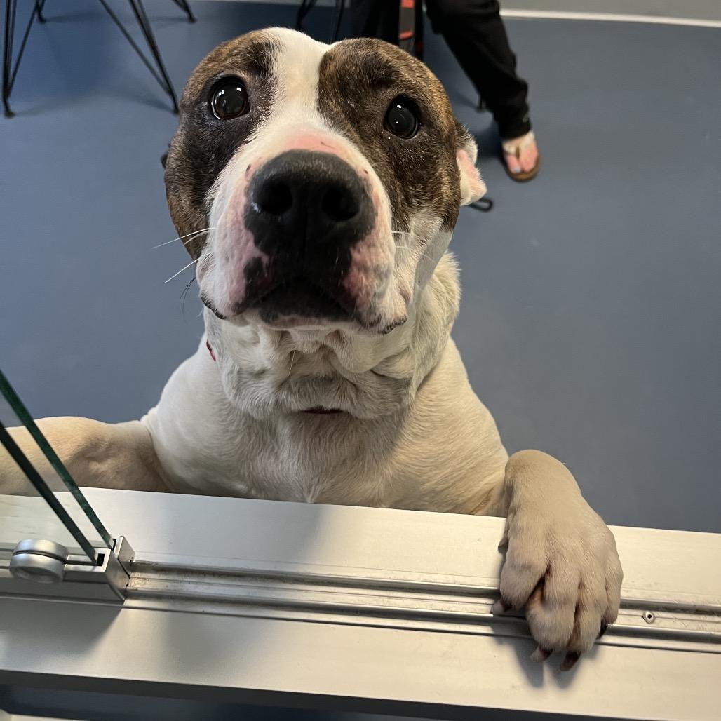 Enlarge Sniff a doodle, a Adoptable Boxer in Greensboro, NC image 3/6