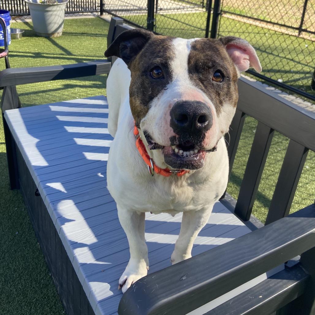 Enlarge Sniff a doodle, a Adoptable Boxer in Greensboro, NC image 4/6