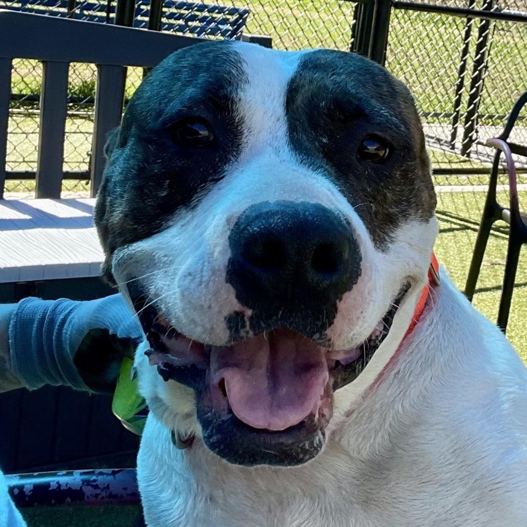 Enlarge Sniff a doodle, a Adoptable Boxer in Greensboro, NC image 5/6