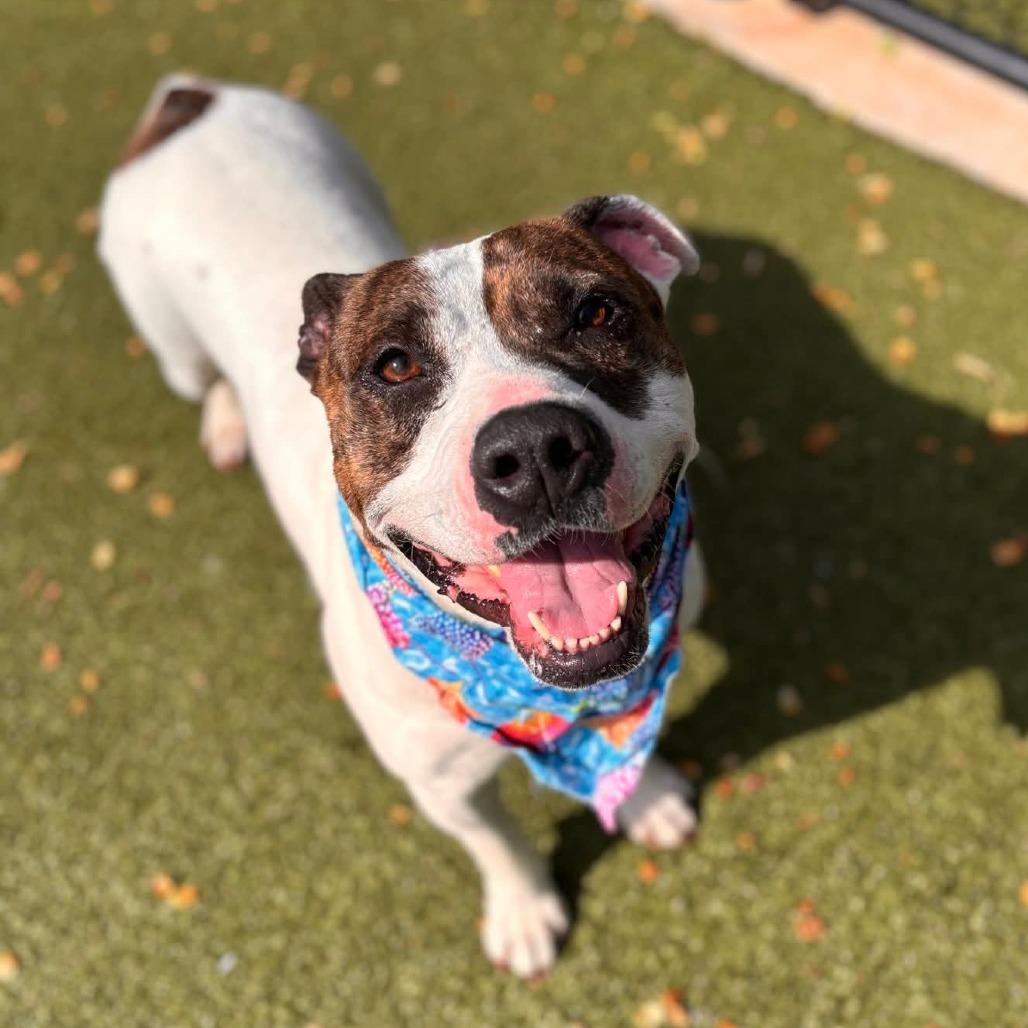 Enlarge Sniff a doodle, a Adoptable Boxer in Greensboro, NC image 6/6