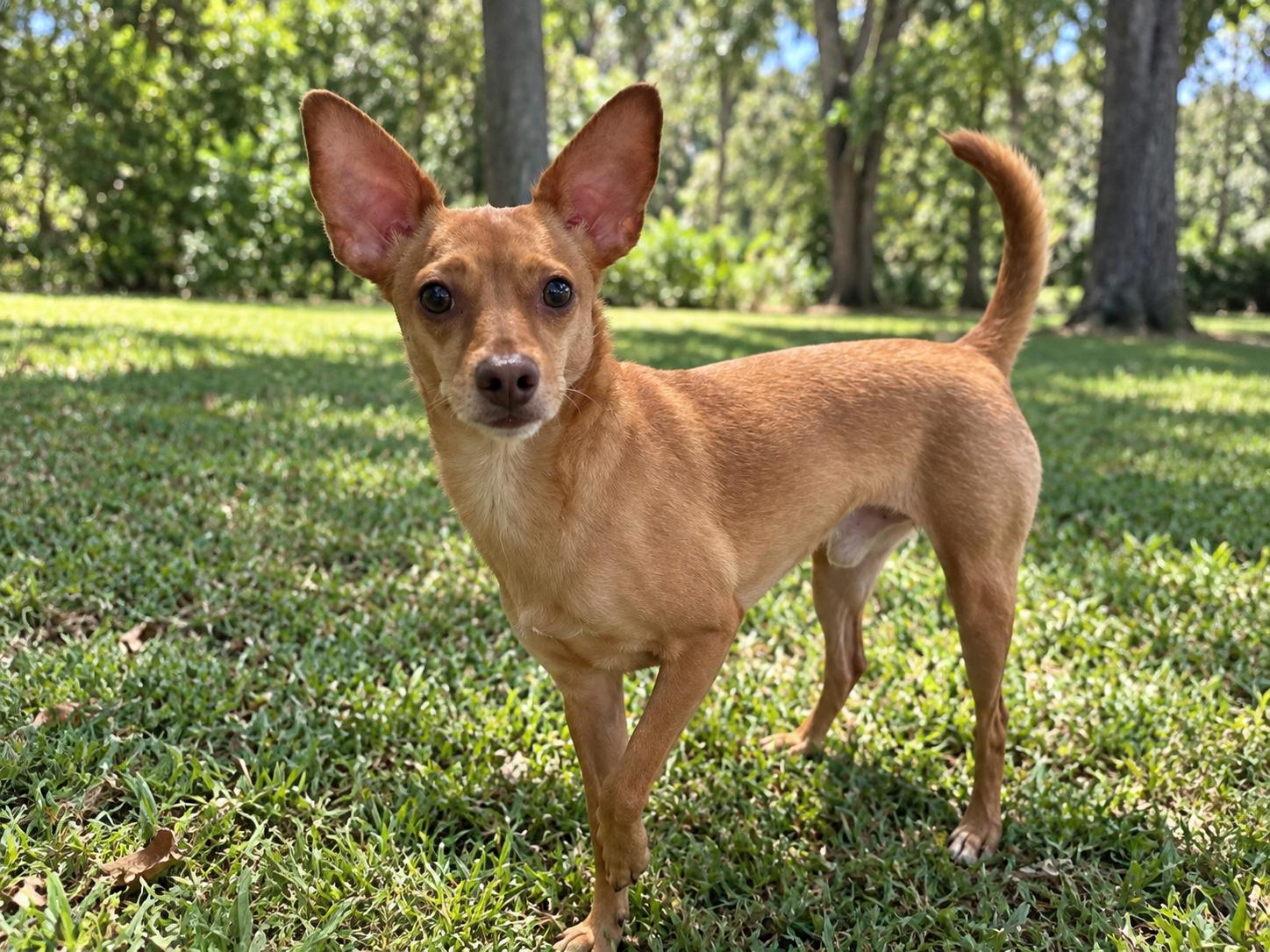 Camden 6700, Adoptable, Adult Male Chihuahua.