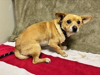 Enlarge BOLILLO, a Adoptable Chihuahua in Lancaster, CA image 1/1