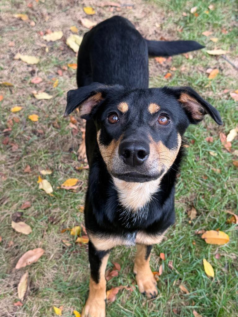 Gertie, Adoptable, Young Female Mixed Breed.