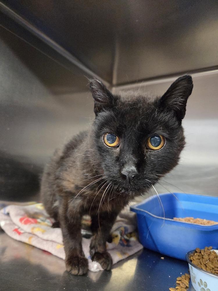 Enlarge Joey, a Adoptable Domestic Short Hair in Salmon, ID image 1/1