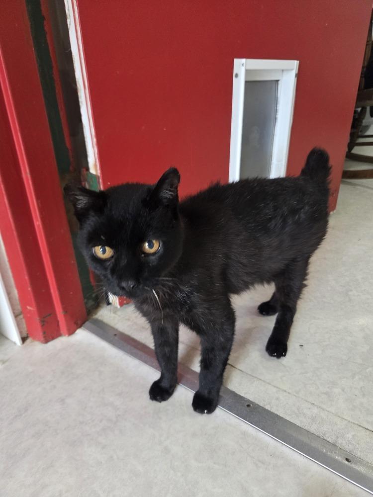 Enlarge Joey, a Adoptable Domestic Short Hair in Salmon, ID image 1/2