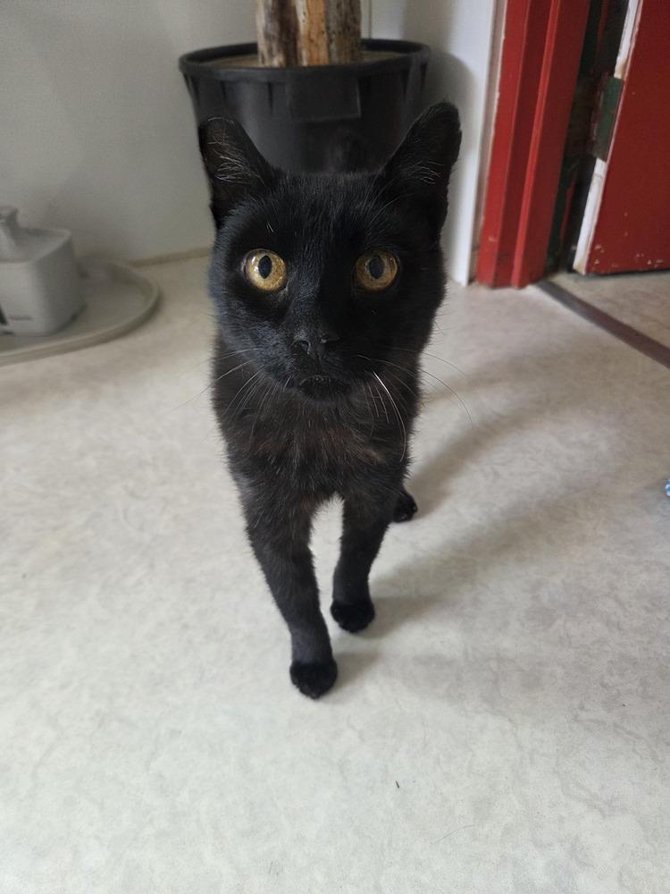 Enlarge Joey, a Adoptable Domestic Short Hair in Salmon, ID image 2/2