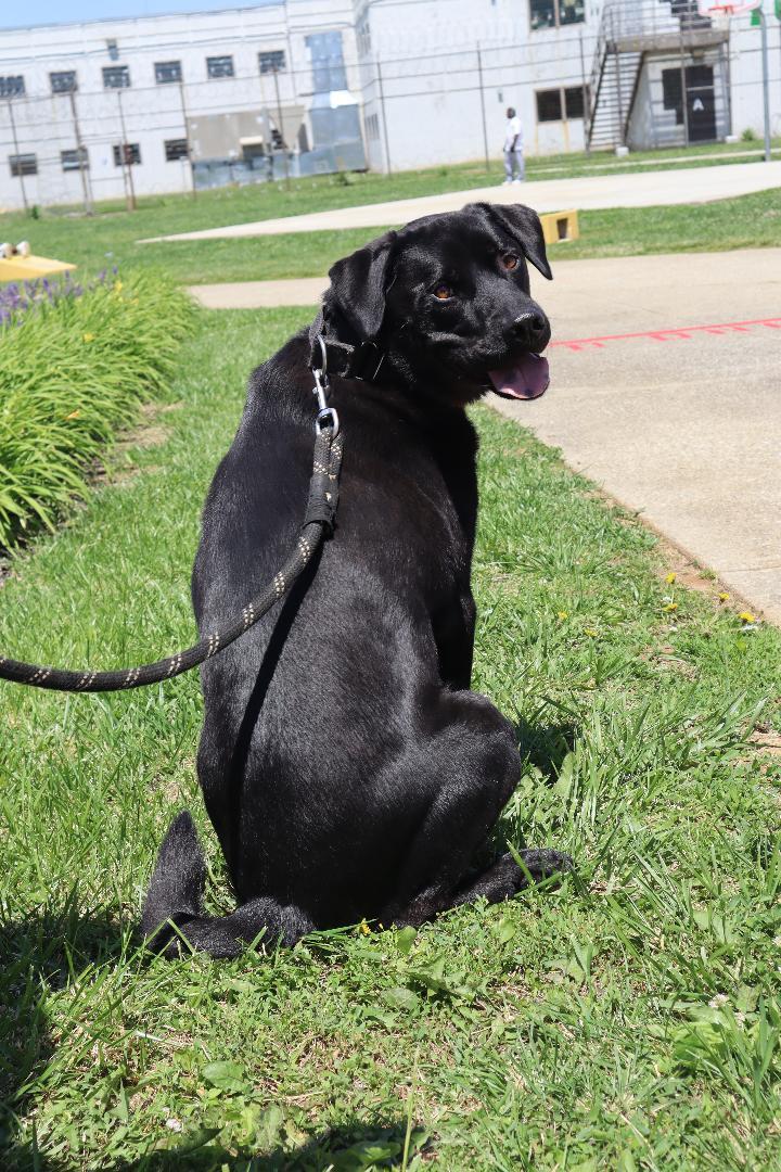 Enlarge Zeus, a Adoptable mixed breed in Goshen, KY image 2/4