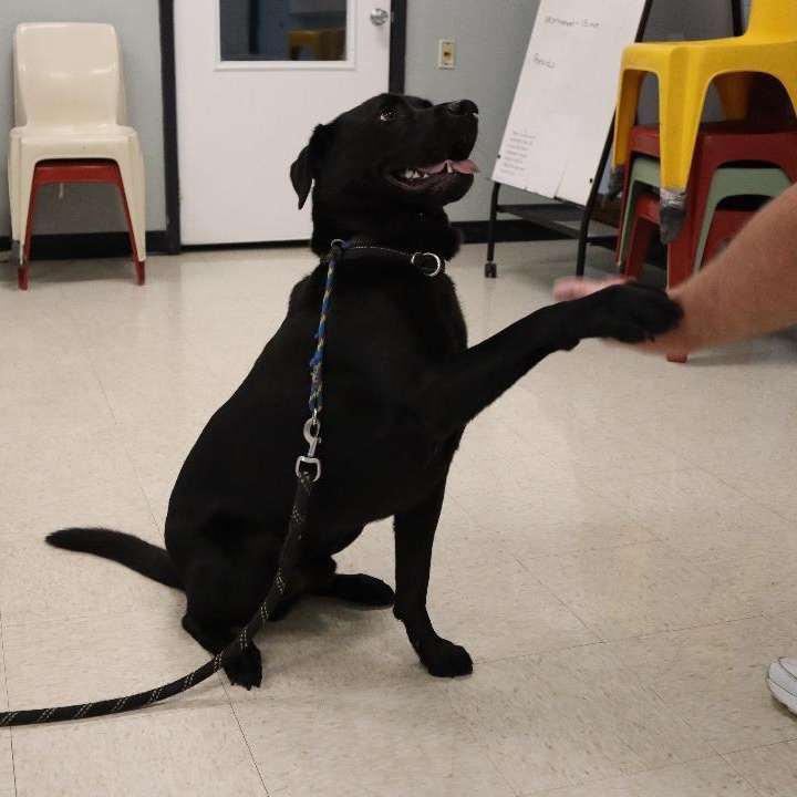 Enlarge Zeus, a Adoptable mixed breed in Goshen, KY image 1/4