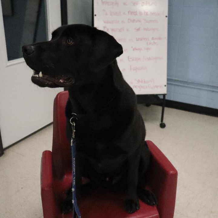 Enlarge Zeus, a Adoptable mixed breed in Goshen, KY image 3/4