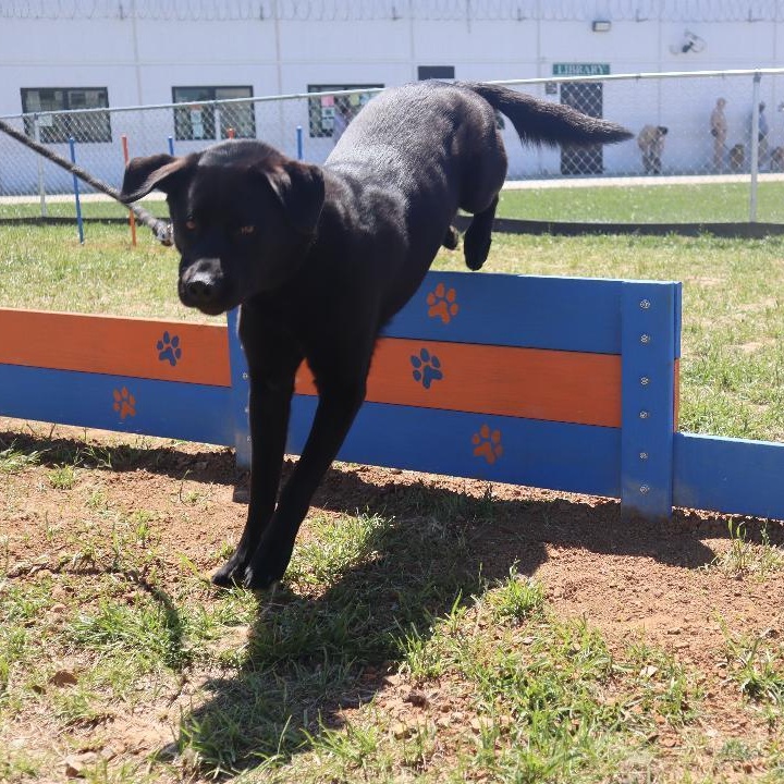 Enlarge Zeus, a Adoptable mixed breed in Goshen, KY image 4/4