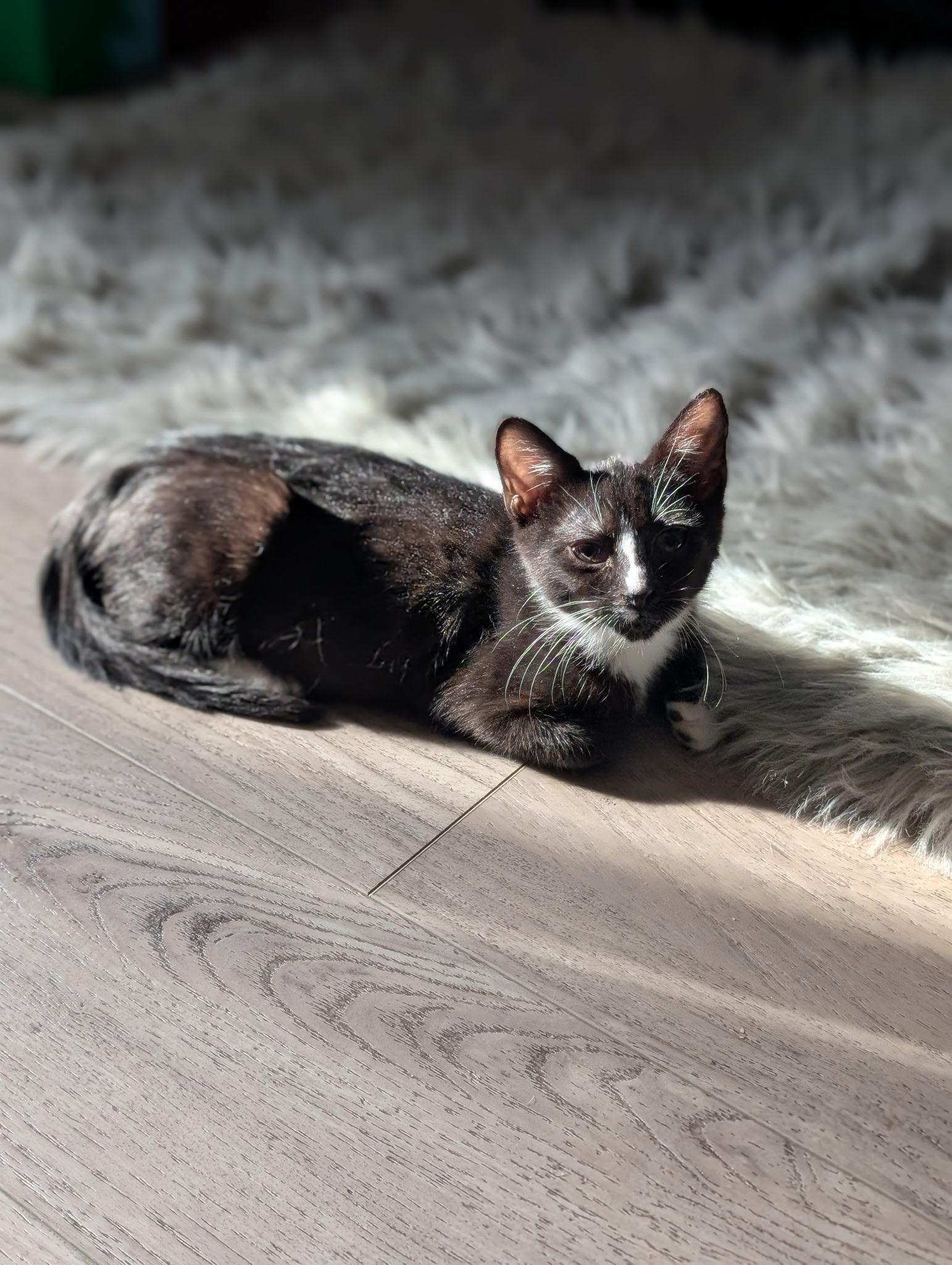 Enlarge Millie, a Adoptable Domestic Short Hair in Staten Island, NY image 2/3