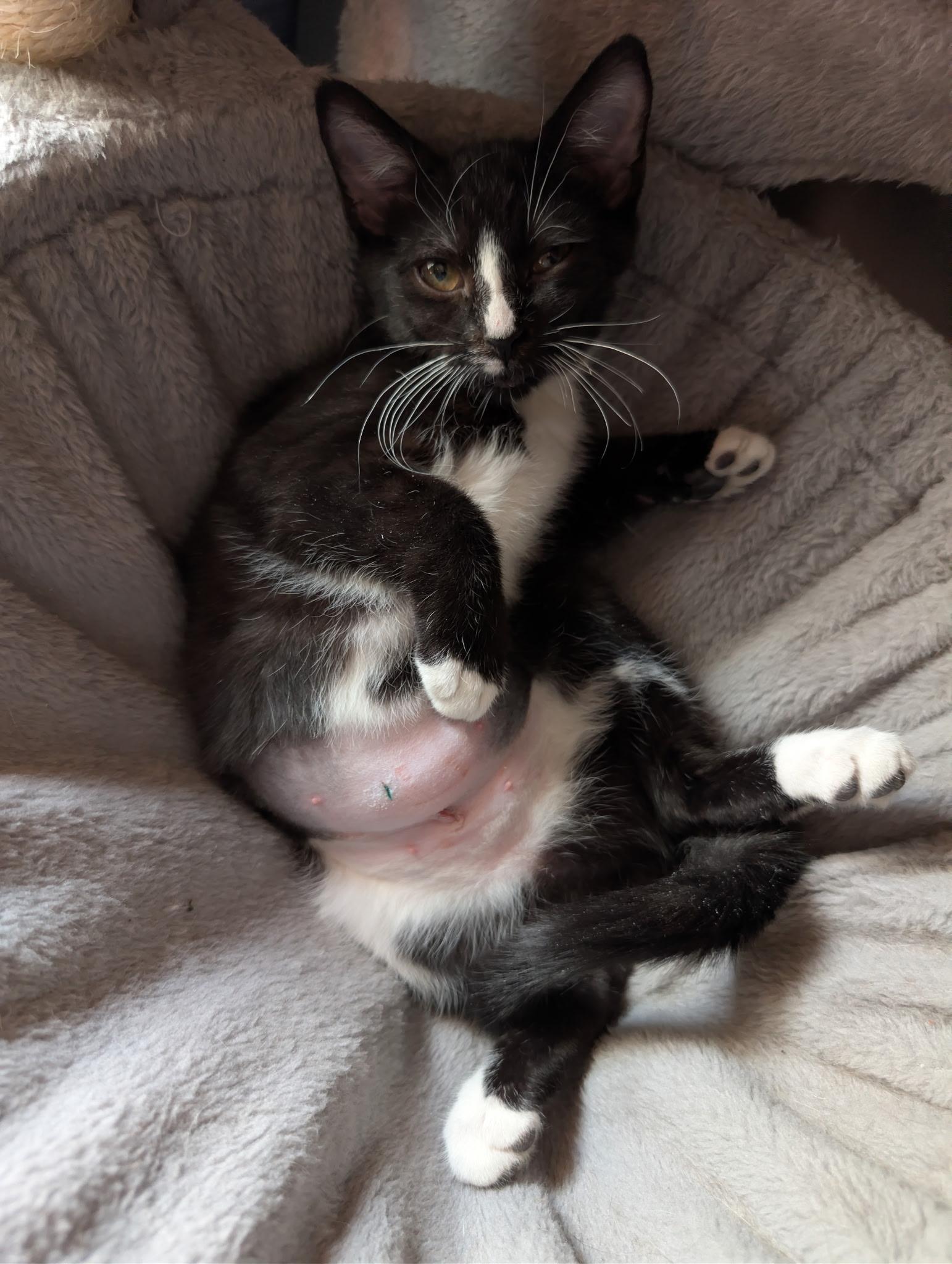 Enlarge Millie, a Adoptable Domestic Short Hair in Staten Island, NY image 3/3