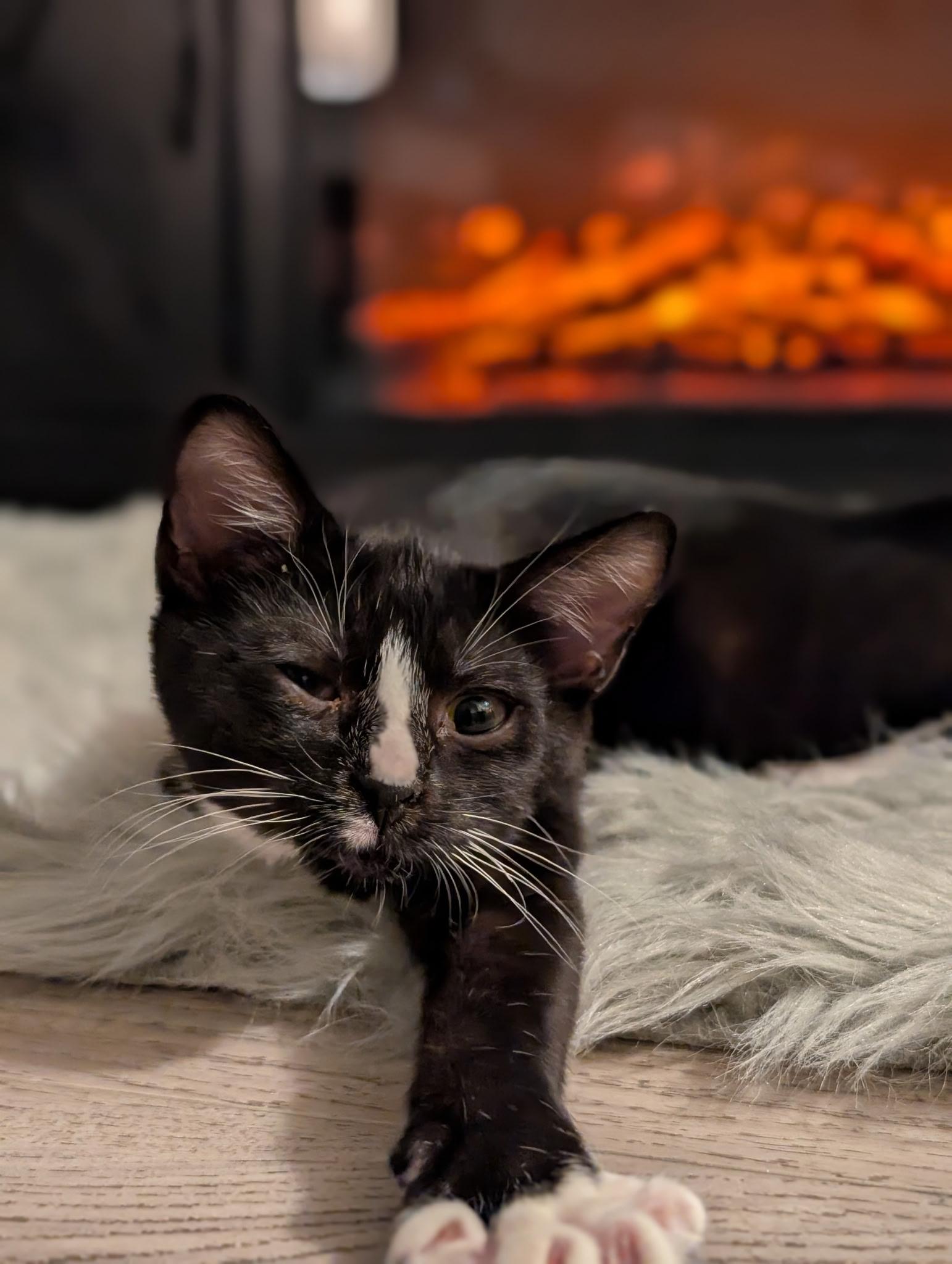 Enlarge Millie, a Adoptable Domestic Short Hair in Staten Island, NY image 1/3