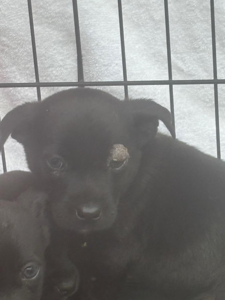 Moe, Adoptable, Puppy Male Labrador Retriever & Mixed Breed.