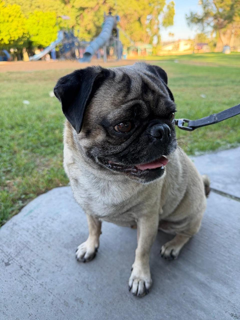 Enlarge Yogi, a Adopted Pug in Los Angeles, CA image 2/5