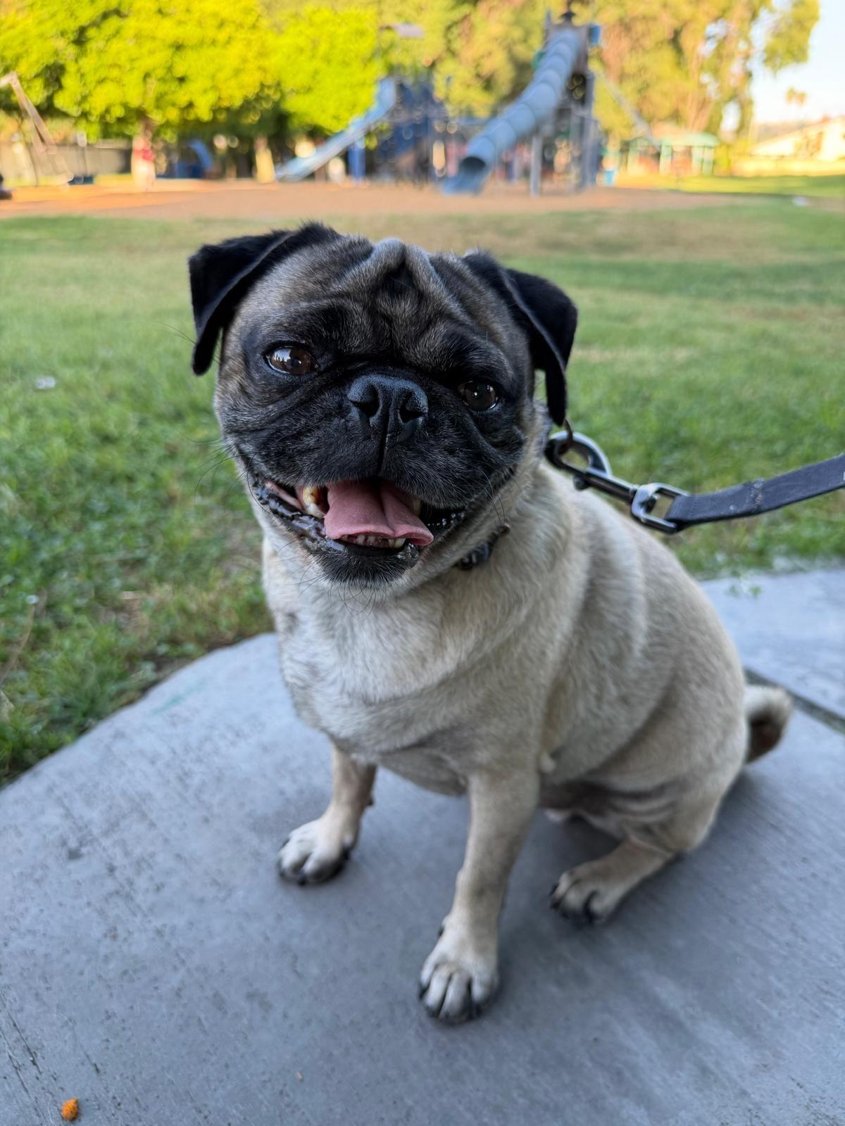 Enlarge Yogi, a Adopted Pug in Los Angeles, CA image 5/5