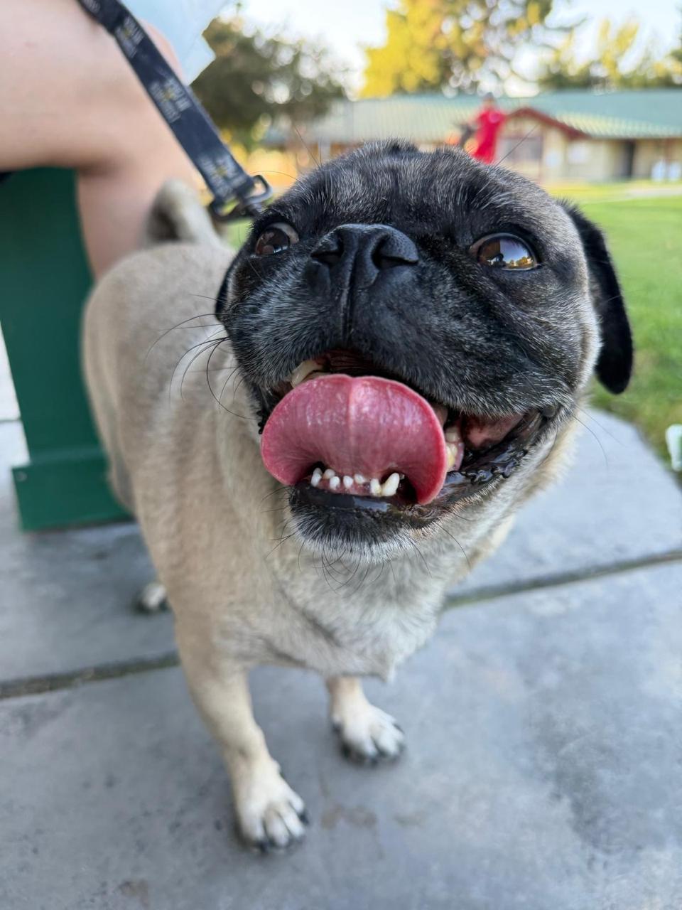 Enlarge Yogi, a Adopted Pug in Los Angeles, CA image 4/5