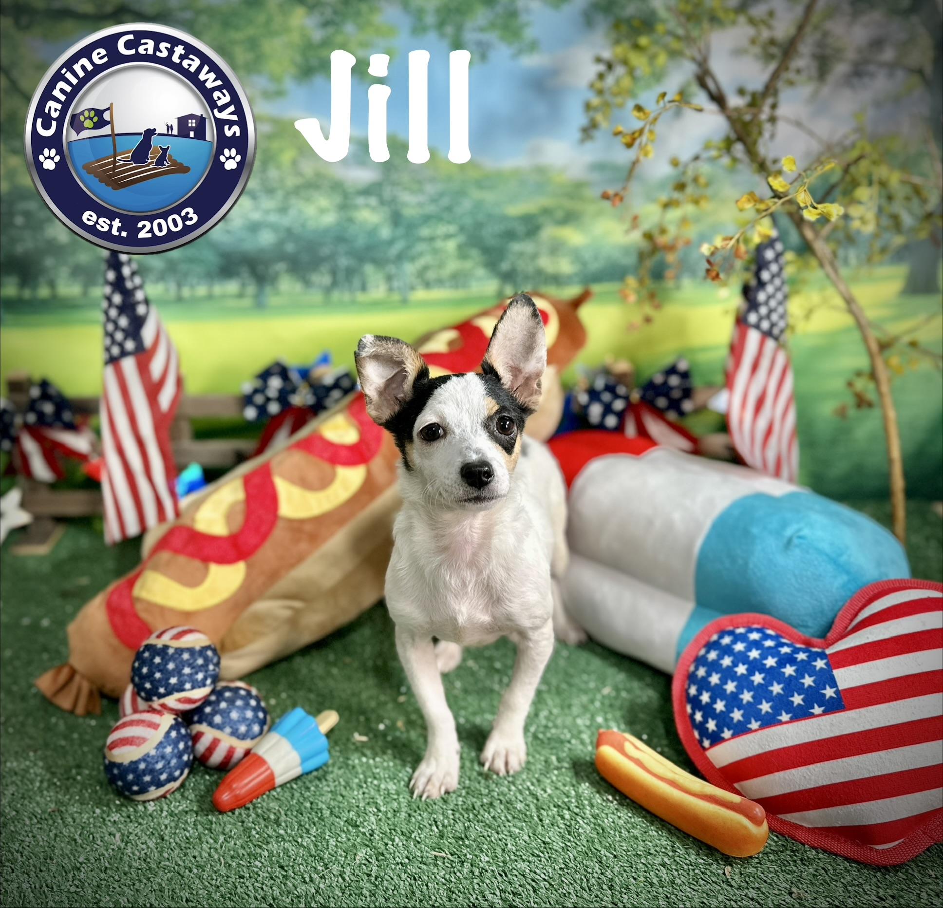 Enlarge Jill, a Adoptable mixed breed in Arcadia, FL image 2/4