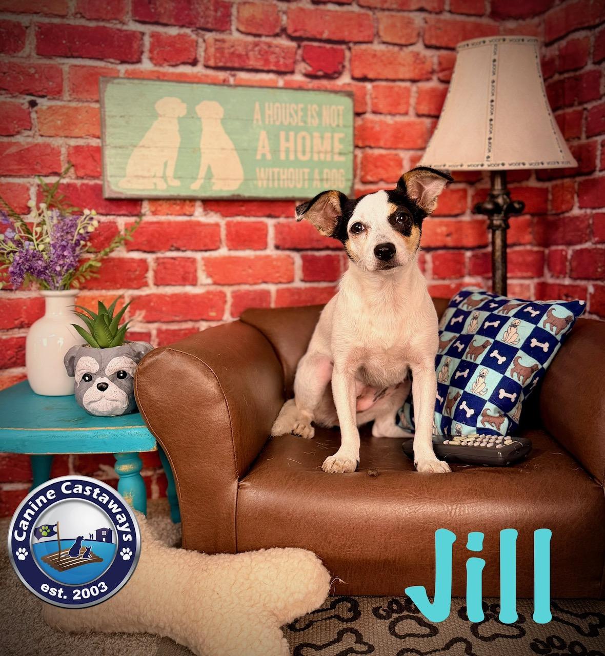 Enlarge Jill, a Adoptable mixed breed in Sarasota, FL image 3/5