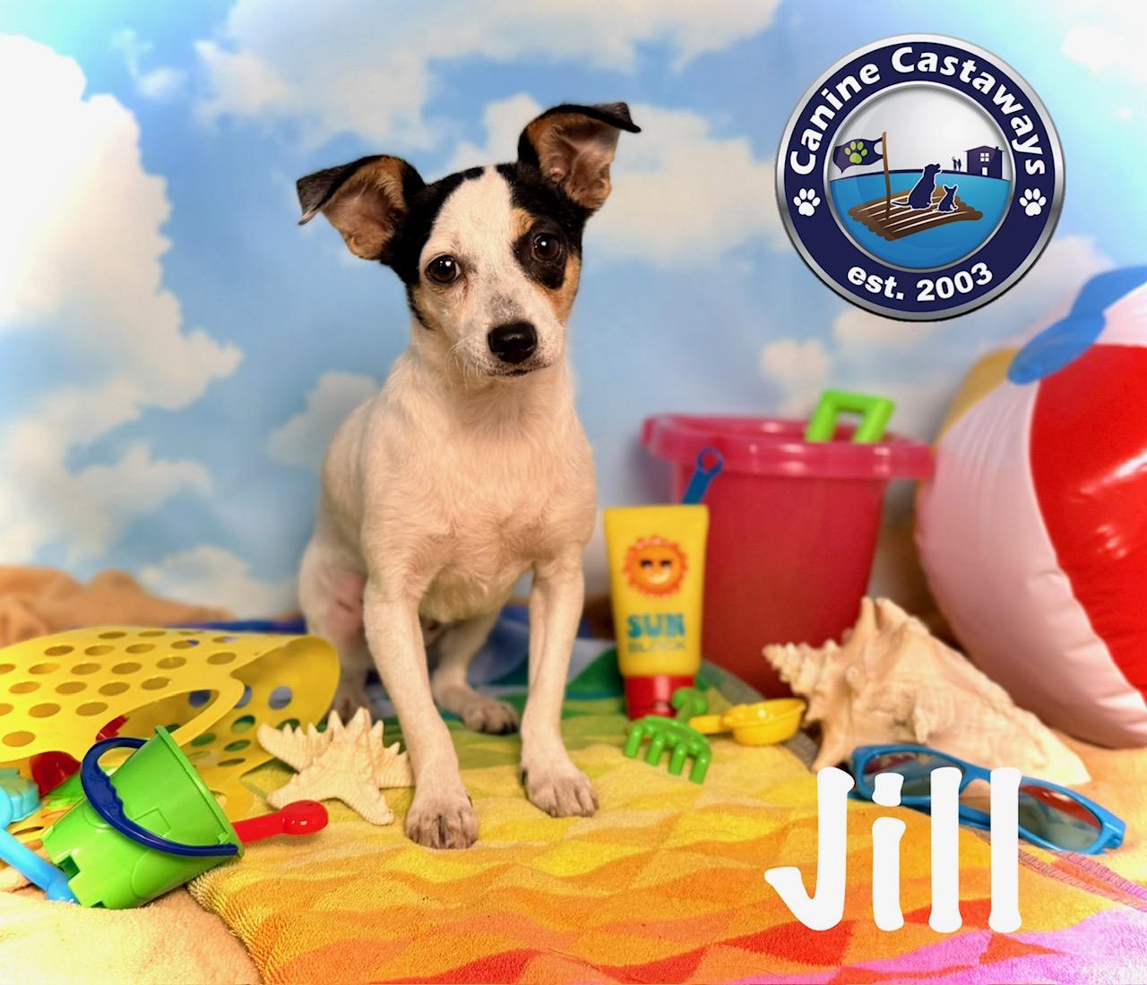 Enlarge Jill, a Adoptable mixed breed in Sarasota, FL image 1/5